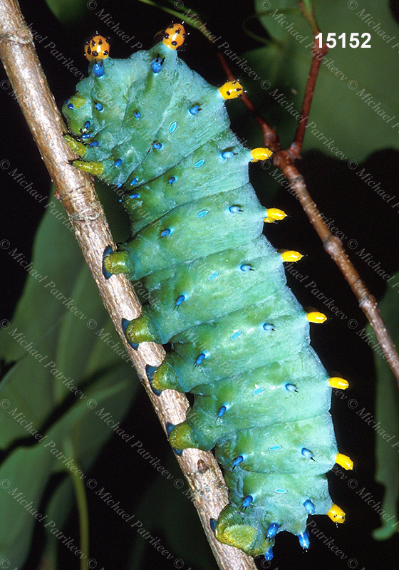 Hyalophora cecropia